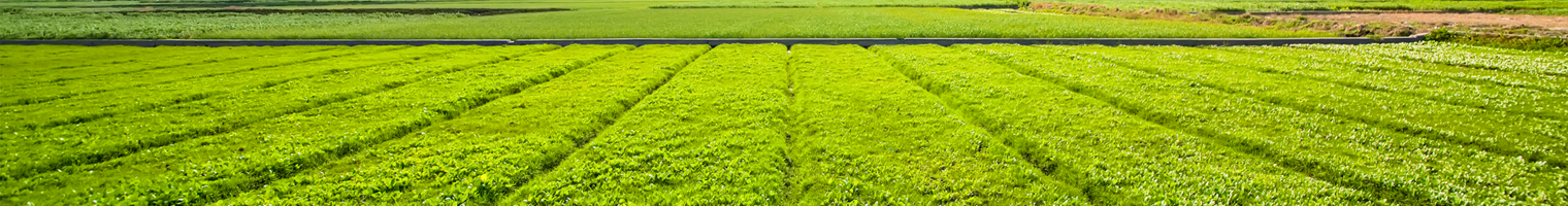 Banner Serviços